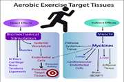 The effect of an aerobic exercise course on cardiac tissue apoptosis in rats poisoned with oxygenated water